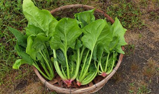 含铁的食物有哪些蔬菜（含铁高的食物有哪些水果蔬菜）