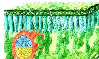 植物有哪些组织 蕨类植物有哪些组织