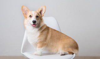 养小狗有什么好处 养小狗有什么好处二年级