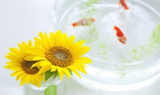 养鱼治疗水霉的最佳方法 养鱼水霉病用什么药治疗