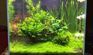 鱼缸爆藻小技巧 鱼缸爆藻最佳方法