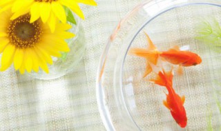 金鱼的家庭养殖方法 金鱼家养技巧