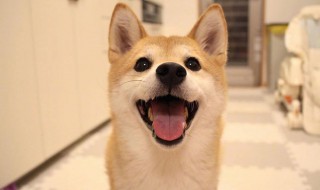 养柴犬的十大技巧 养柴犬的十大技巧图片