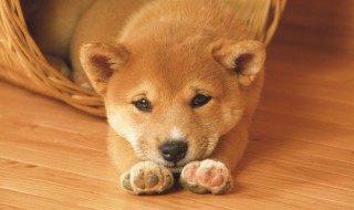 狗狗益生菌的好处（狗狗益生菌的好处和坏处）