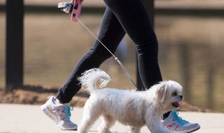 教育小狗的正确方法（教育小狗的正确方法视频）