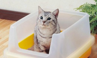 猫砂盆清理技巧 猫砂盆怎么清洗消毒