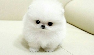 狗的品种有哪些 狗的品种有哪些小型犬