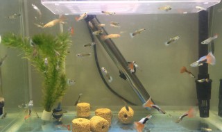 孔雀鱼鱼缸消毒方法 孔雀鱼缸如何消毒