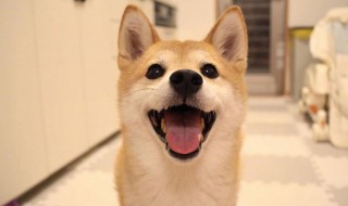 在家训狗的正确方法 在家训狗的正确方法是什么