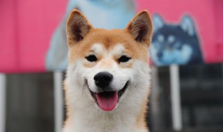 秋田犬的优缺点 秋田犬和柴犬的区别