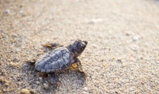 塑料盒子该怎么做乌龟窝（塑料盒子该怎么做乌龟窝呢）