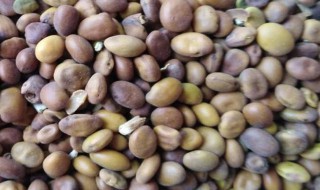 苦豆子的功效与作用 苦豆子的功效与作用吃法