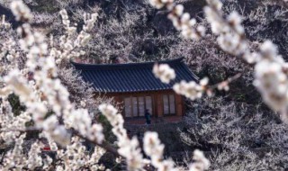 纵被春风吹作雪咏的是哪种花 纵被春风吹作雪,咏的是哪种花