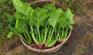 菠菜如何种植方法（菠菜种子不泡几天发芽）