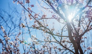 腊梅花简介（腊梅花图片）