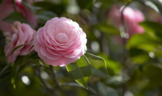 6月如何养茶花花苞狂冒 茶花6月长花苞几月开花