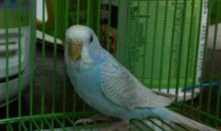 家养小鹦鹉吃什么食物 家养的小鹦鹉吃什么