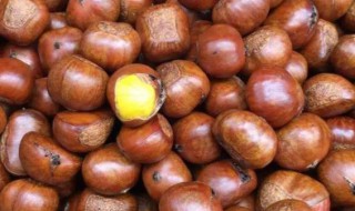 狗能吃栗子吗 狗能吃栗子吗板栗