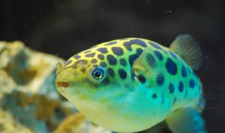 潜水艇鱼的正确养殖方法 潜水艇鱼怎么养?