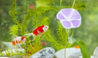 鱼缸养虾的正确方法（鱼缸养虾的正确方法图片）