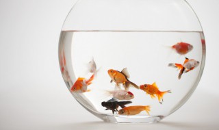 科学养鱼的小妙招（科学养鱼的方法）