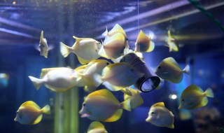 养海水鱼技巧（海水养鱼怎么养）