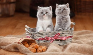 什么方法除猫毛（猫怎么除毛）