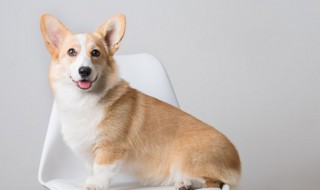 正确给狗剪指甲方法（给狗剪指甲的方法）