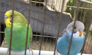 虎皮鹦鹉最佳抚摸方法 虎皮鹦鹉怎么安抚