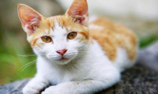 猫护牙的正确方法 猫咪护牙