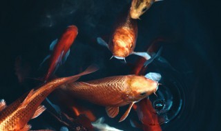 锦鲤换水技巧 锦鲤彻底换水