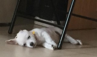 去宠物尿骚味的方法（宠物去尿味什么牌子好）