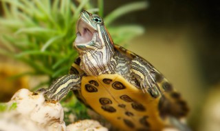 黄头龟正确饲养方法（黄头龟正确饲养方法图片）