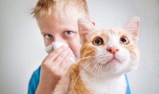 土猫训练教程 土猫训练教程视频