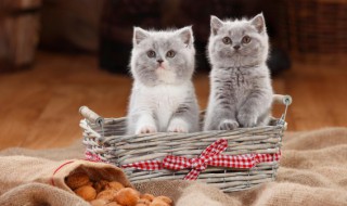 幼猫除虱子最简单的方法 幼猫除虱子最简单的方法图片