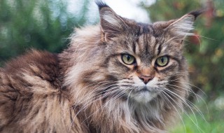 缅因猫的正确养殖方法 缅因猫的正确养殖方法是什么