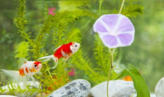 鱼缸怎么换水窍门（如何判断鱼缸该换水了）