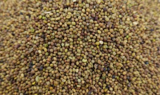 盐菟丝子的功效与作用 盐菟丝子的功效与作用的功能与主治与用量