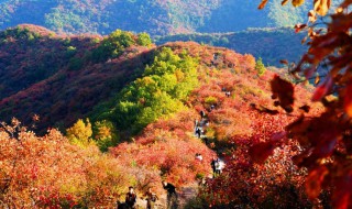 北京香山红叶什么时候红（北京香山的红叶什么时候红）