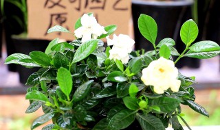如何养栀子花（如何养栀子花盆栽）