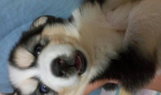 狗狗打喷嚏怎么回事 狗狗打喷嚏怎么回事精神很好