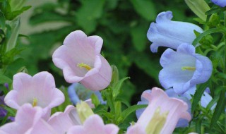 风铃草有没有花和果实（风铃草有没有花和果实和种子）