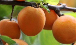 杏与哪些食物搭配好?（杏与哪些食物搭配好呢）