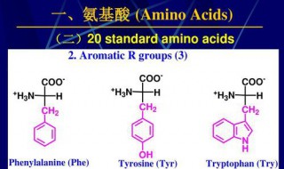 氨基酸的种类 氨基酸的种类由什么决定