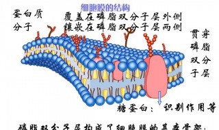 细胞膜的结构（细胞膜的结构与功能ppt）