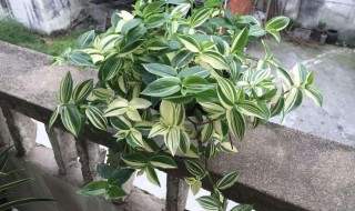 不见阳光的室内植物有什么（不见阳光的室内植物有什么特点）