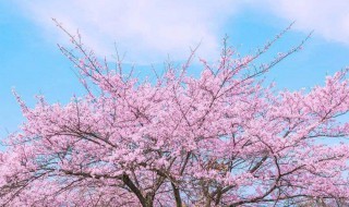 樱花对土的要求 樱花树对土壤的要求