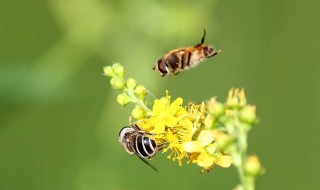 生物体的结构层次是什么 生物体的结构层次知识梳理