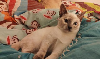 暹罗猫吃什么有营养 暹罗猫吃什么有营养的食物