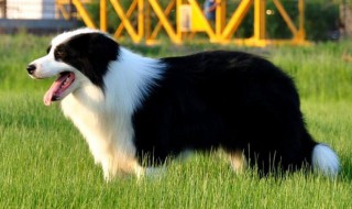 边牧剪指甲正确方法 边牧剪指甲正确方法图片